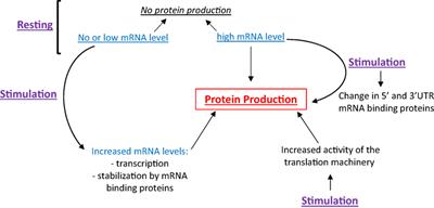 Protein Translation and Signaling in Human Eosinophils